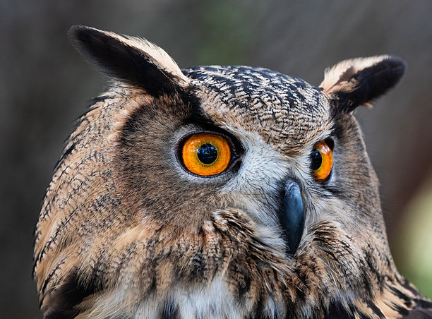Owl Encounter at BrickHammer Hobbies