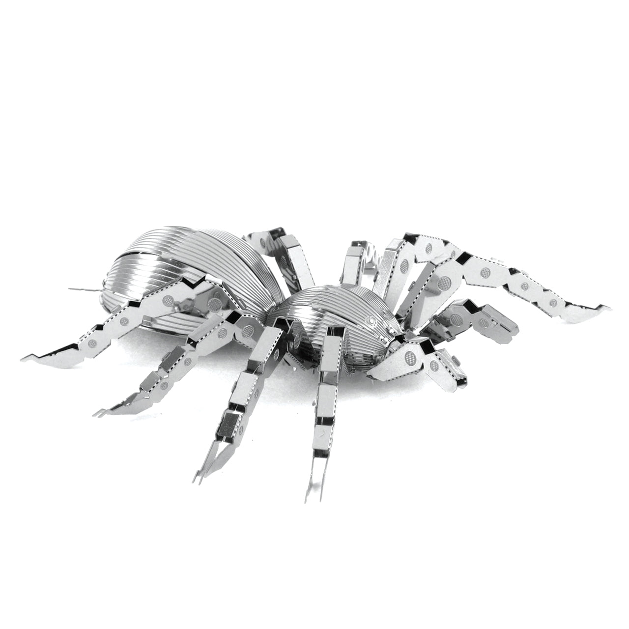 Tarantula Spider