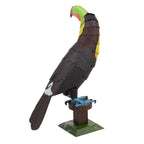 KEEL-BILLED TOUCAN