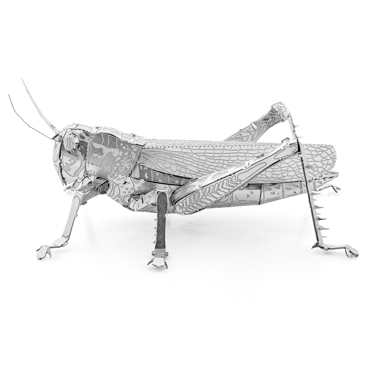 GRASSHOPPER