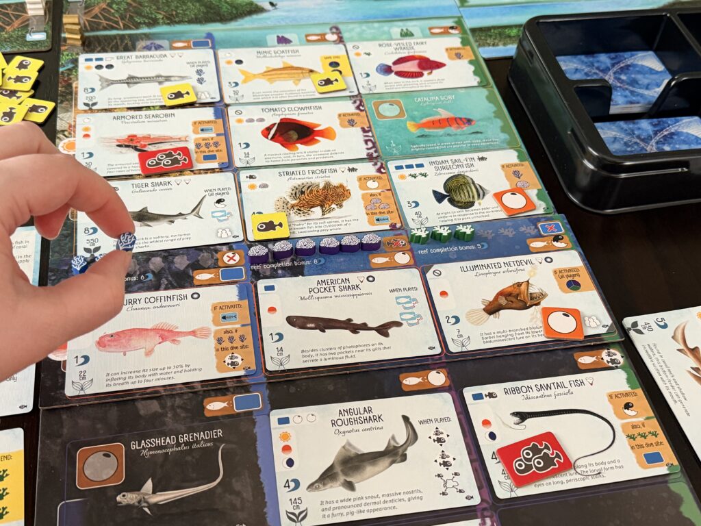 Sharks & Reefs Expansion