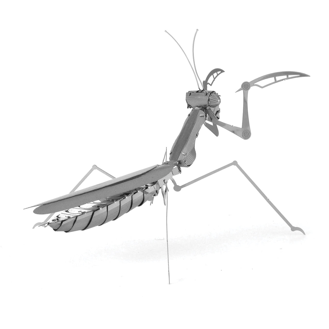 PRAYING MANTIS